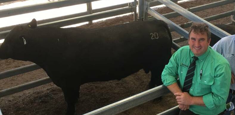 After 20 years' experience in the industry, Nutrien stud stock agent Tim Woodham of Wagga Wagga, has learnt just how different each state's livestock are. Photo: Supplied