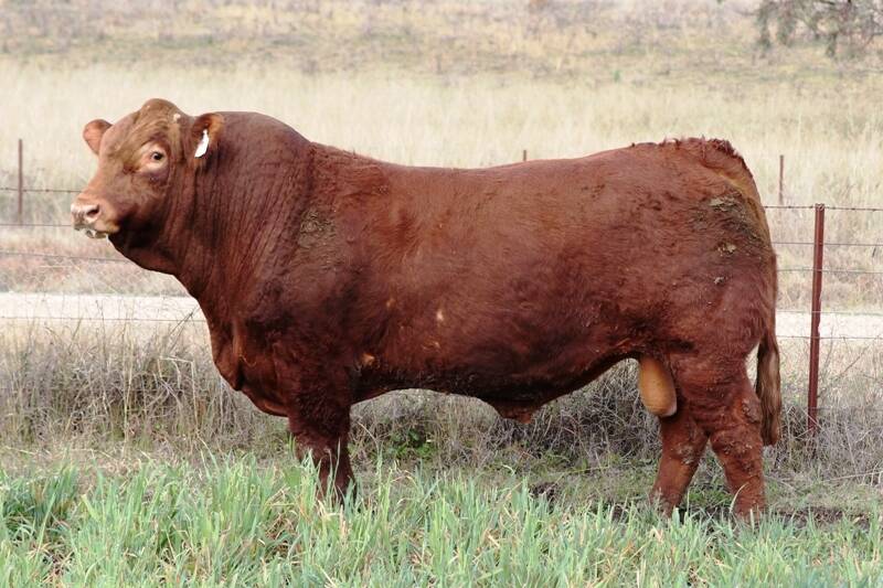 Top priced bull: $20,000 Angledale Rant N Rave R27