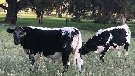 Some of the first weaner Speckle Park cross Red Poll steers on the Lee's farm, Brindaree, Quirindi. Photos: Supplied