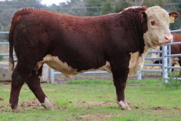 New Australian Hereford yearling bull record holder, Tobruk Southern Cross S15, which sold for $91,000 to Days Whiteface, Bordertown, SA. Photo: Annie Pumpa