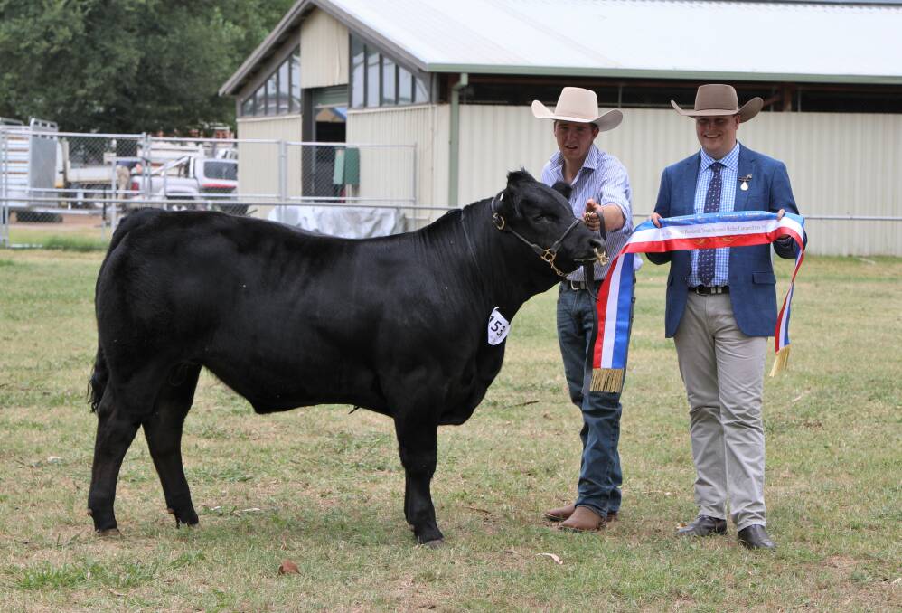 Champion purebred/trade steer or heifer, Limek T Shady, exhibited by Jacob Kerrisk, JC Cattle Co, Coolamon, with judge Jack Laurie, Breeder Genetics, Moppy. Photo: Kate Loudon