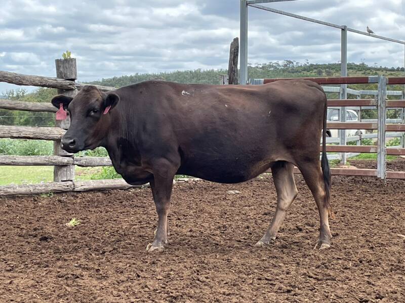 Top priced female: $39,000 3D Genetics N0276, offered by Genus Pastoral Company, Cracow, Qld, and purchased by Garth Christianson, Taroom, Qld. Photo: Supplied