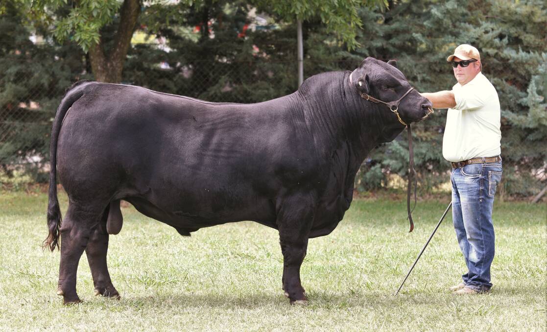 Top priced bull: Summit Revelation R4 with Hayden Green, Summit Livestock, Uranquinty. Photo: Kate Loudon