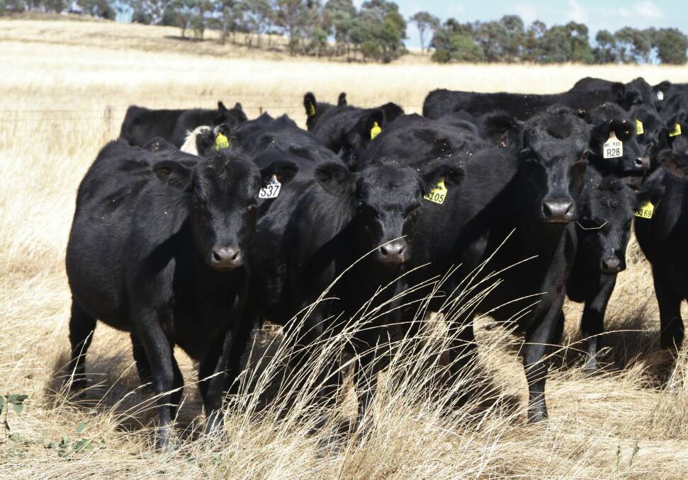 Heifers pregnancy tested in calf at Pine Hill Pastoral.
