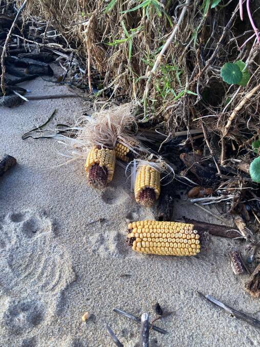 Corn washed up on a Gerringong beach. Picture:Anne O'Connor 