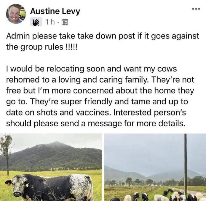 The fake profile used an image of Mr Parry and posed under the name 'Austine Levy' with images of his Speckle Park cattle. Photo: Travis Parry