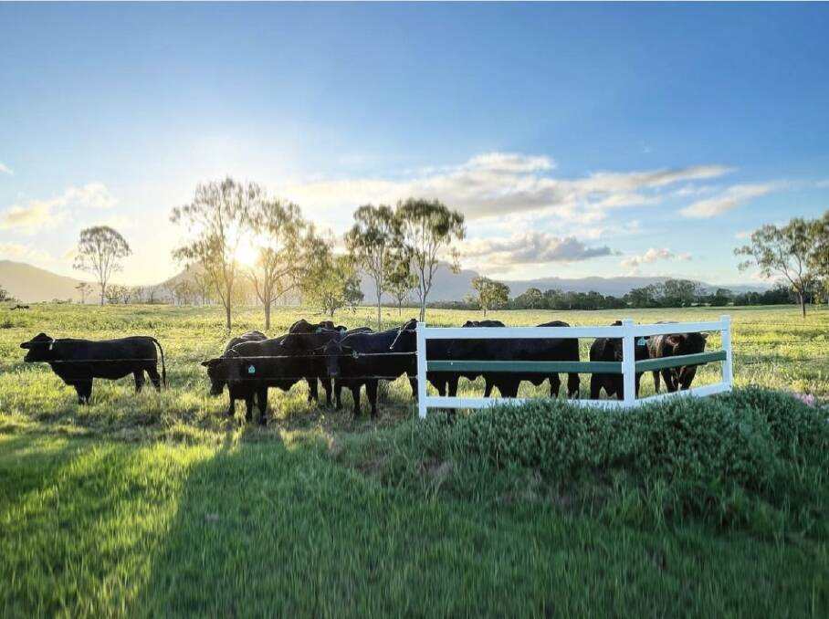 Travis Parry operates a Speckle Park breeding operation across his family's 1300 acre property at Blair Plains in the foothills of Blue Mountain, Qld. Photo: Travis Parry 