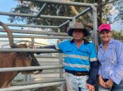 Wes and Hayley Offord of Brigalow Texas Longhorn stud are using crush-side blood pregnancy tests. 