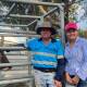 Wes and Hayley Offord of Brigalow Texas Longhorn stud are using crush-side blood pregnancy tests. 