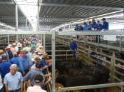 CONFIDENCE: Buyers remained positive at the Albury-Wodonga Independent Stock Agents special store sale on Thursday.