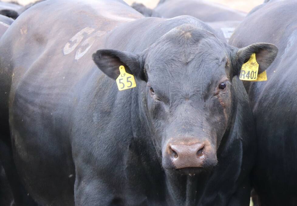 TOP BULL: The top purchase at this year's Landfall Angus on property sale, Landfall New Ground R401, was bought for $34,000 by Doug and Barbara Tozer, Onslow Angus, Cootamundra. 