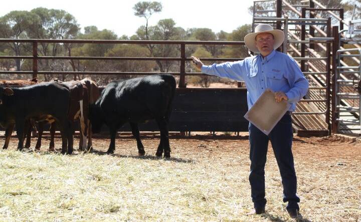 Narromine farmer and grazier Bruce Maynard demonstrates self-herding and self-shepherding method. 