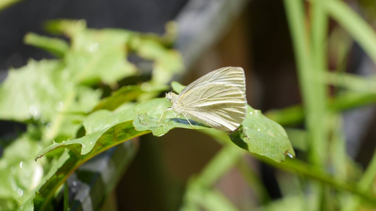 Cabbage white butterflies are currently booming across the region. Picture by Andrew Mangelsdorf