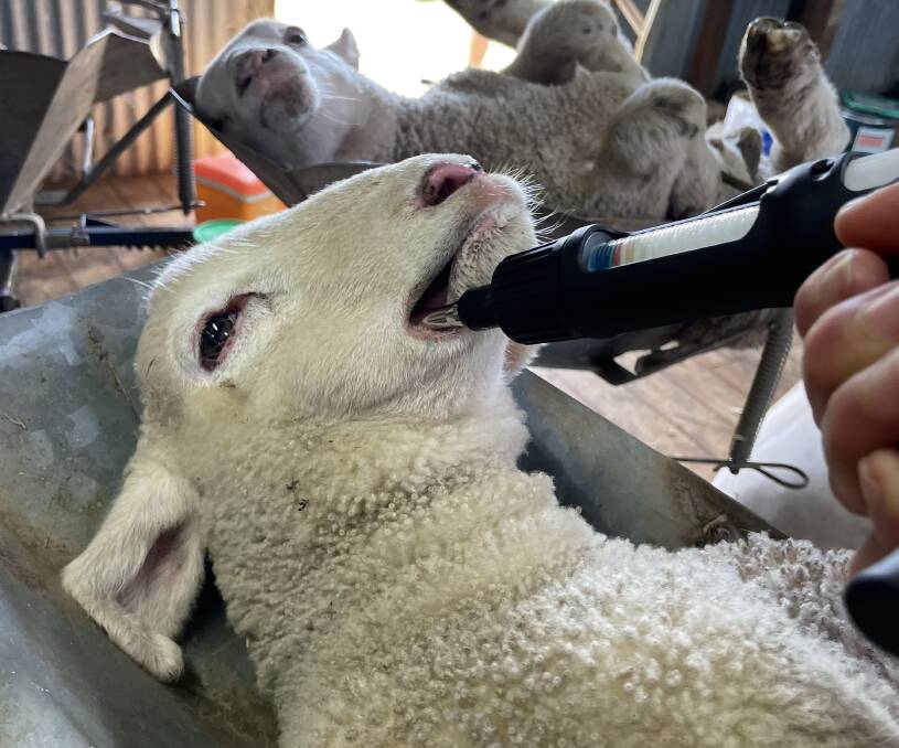 Long term pain relief is applied to the mucosal membranes inside the mouth of lambs and calves providing extended relief after animal husbandry procedures. Picture supplied.
