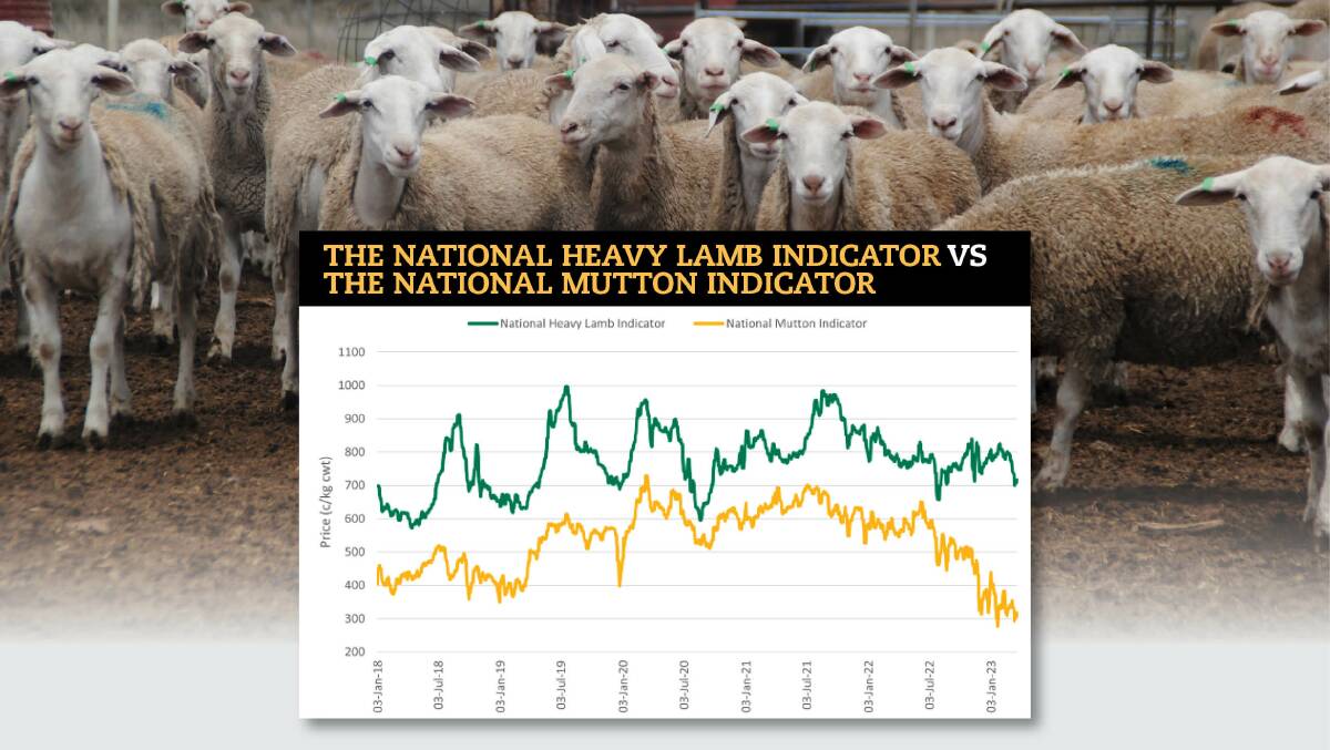 Big sheep numbers at market are causing a downward trend for the National Heavy Lamb Indicator and the National Mutton Indicator. Picture supplied.