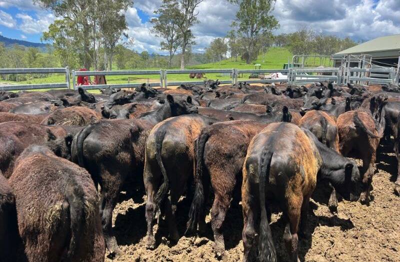 Some of the 213 Angus and Angus-cross backgrounder steers offered by Richard and Robyn Lyon, Toms Creek. Picture by McCulloch Agencies