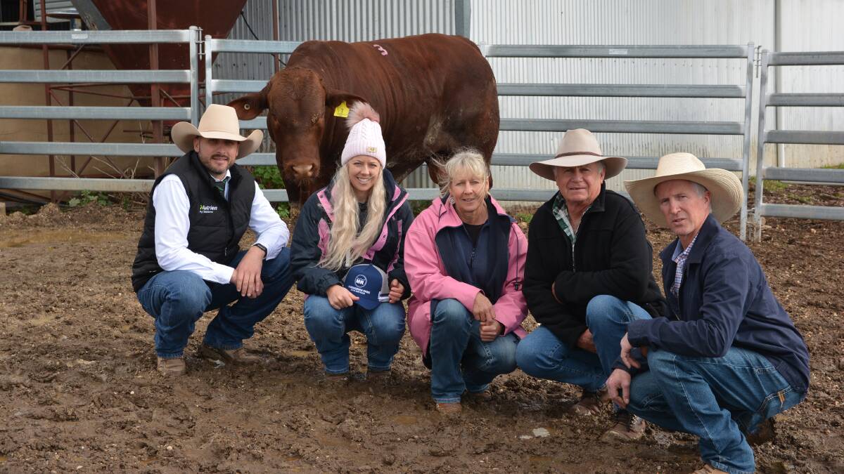 Hardigreen Park Santa Gertrudis sold this year's sale draft by auction on the Wallabadah district property.