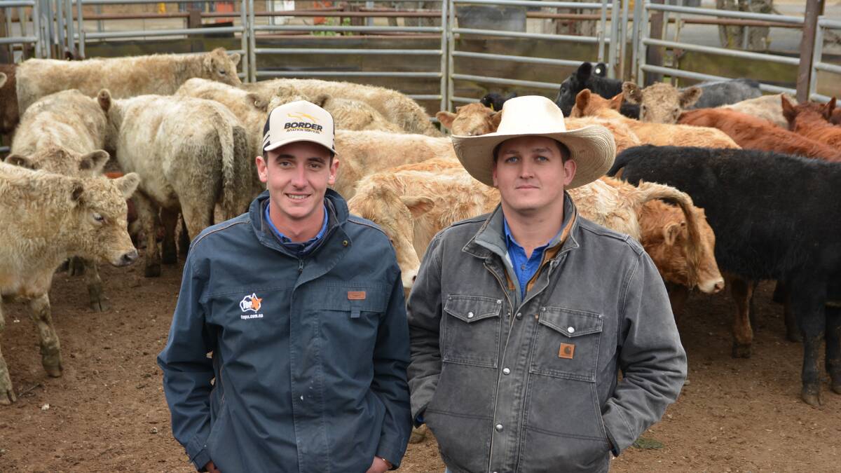 Angus weaner steers sold to $2299 while heifers sold to $1996 at the Dorrigo weaner and store sale.