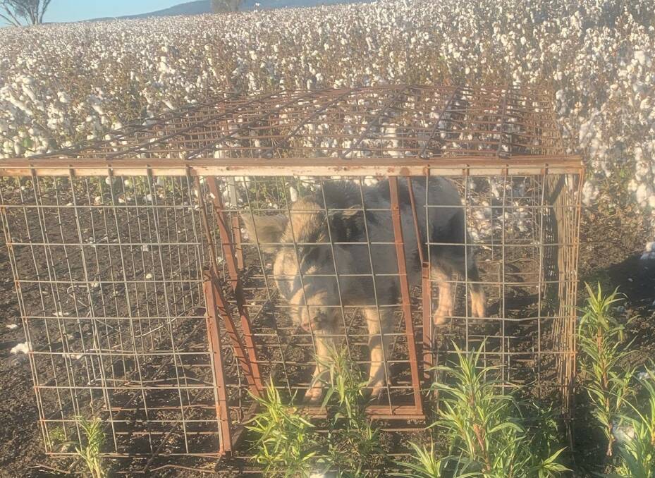 A feral sow caught by Graeme Crisp, in a cotton crop on Graham and Laila Hosegood's property north of Bingara.