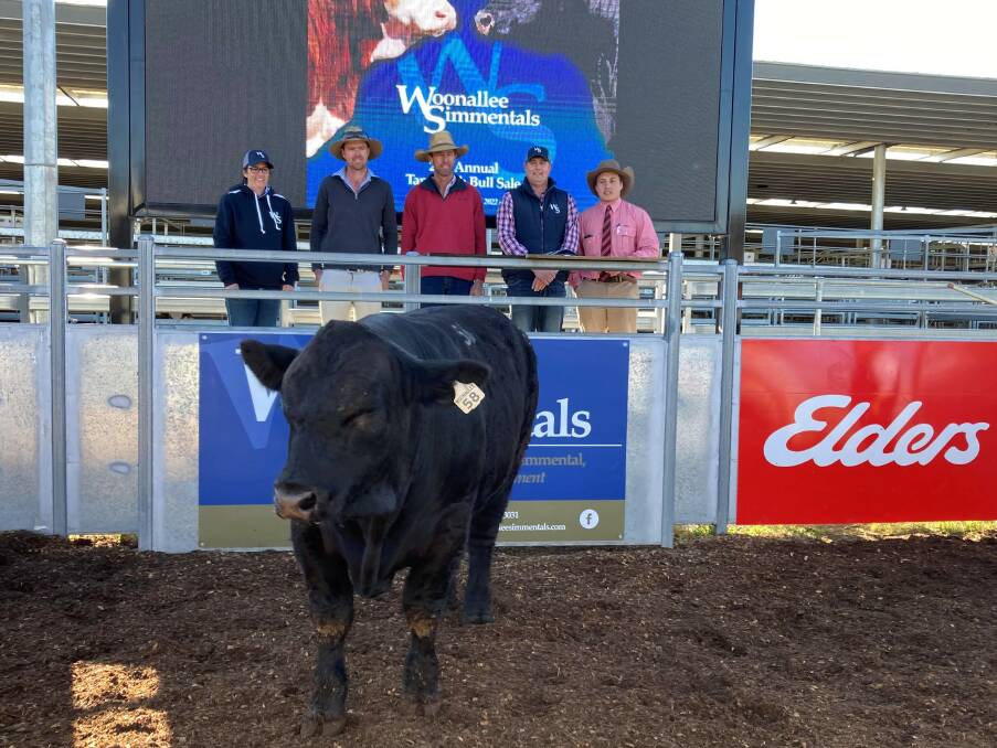 Queensland buyers snap up 44 of 63 Woonallee Simmentals at Tamworth