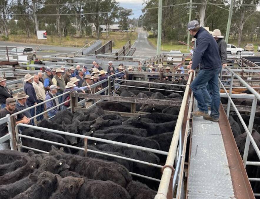 Yearling steers ranged in price between $1200 to $1575 at the February 2 Gloucester store sale. File picture supplied