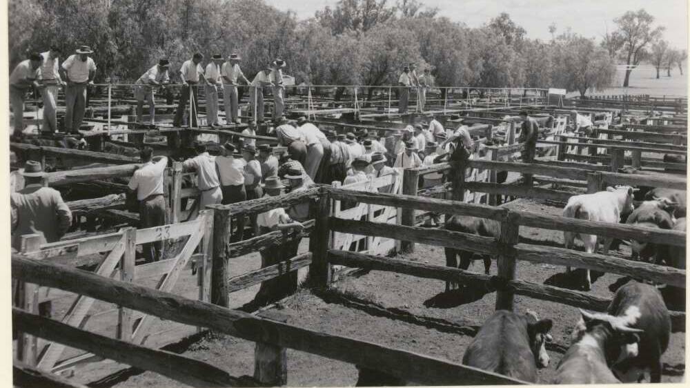 1959 was a big year for the Gunnedah Saleyards, with combined weekly sales underway and the opening of a new amenities building.