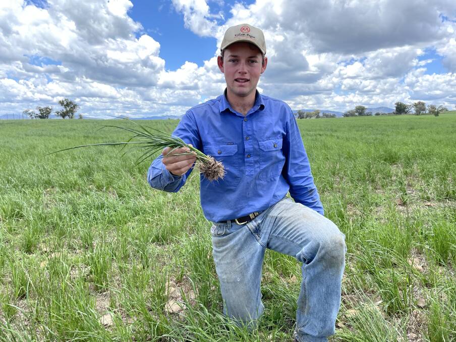 Ben Duddy, Killain Angus, with a stand of Hogan annual ryegrass on the family property south of Tamworth. Picture by Simon Chamberlain