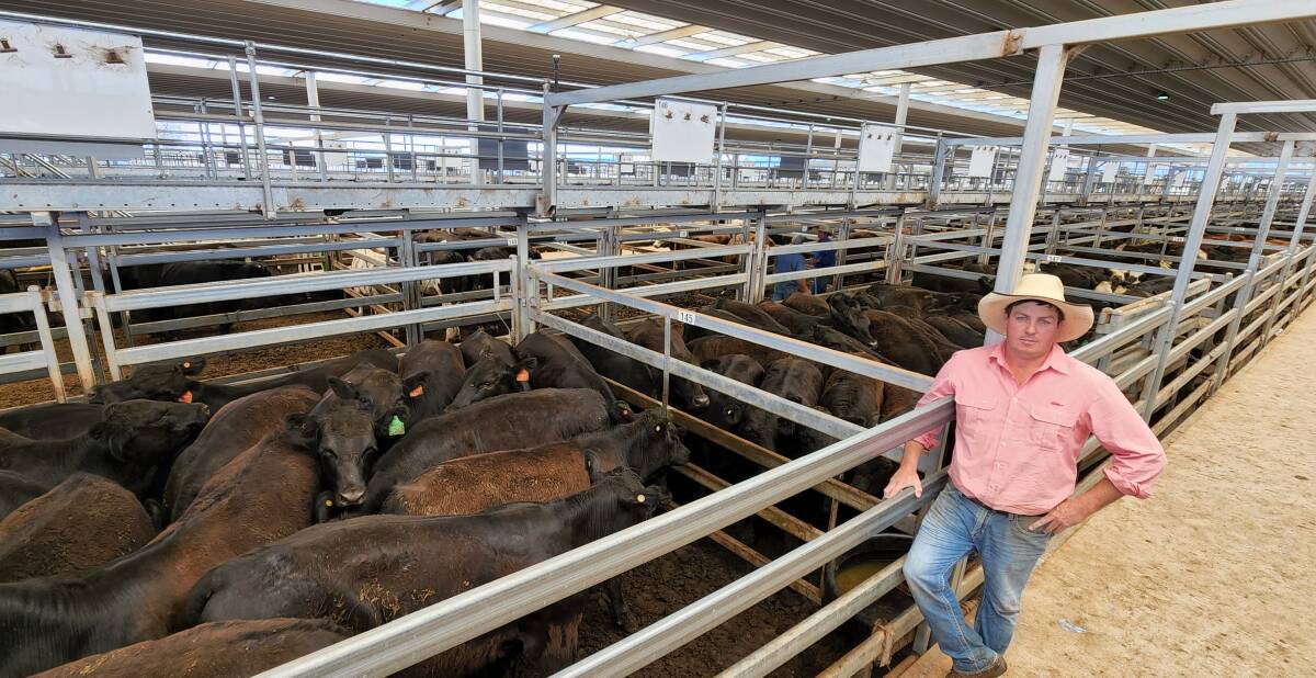 Nathan McConnell, Elders, with steers that averaged 420 kilograms and sold for 588.2 cents a kilogram for Mobla Station, Binnaway, during the Tamworth sale on Monday.