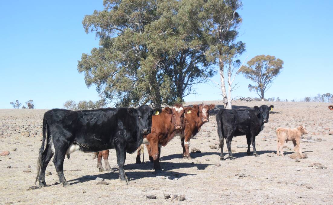Drought affected cattle near Guyra. File picture by Jamie Brown.