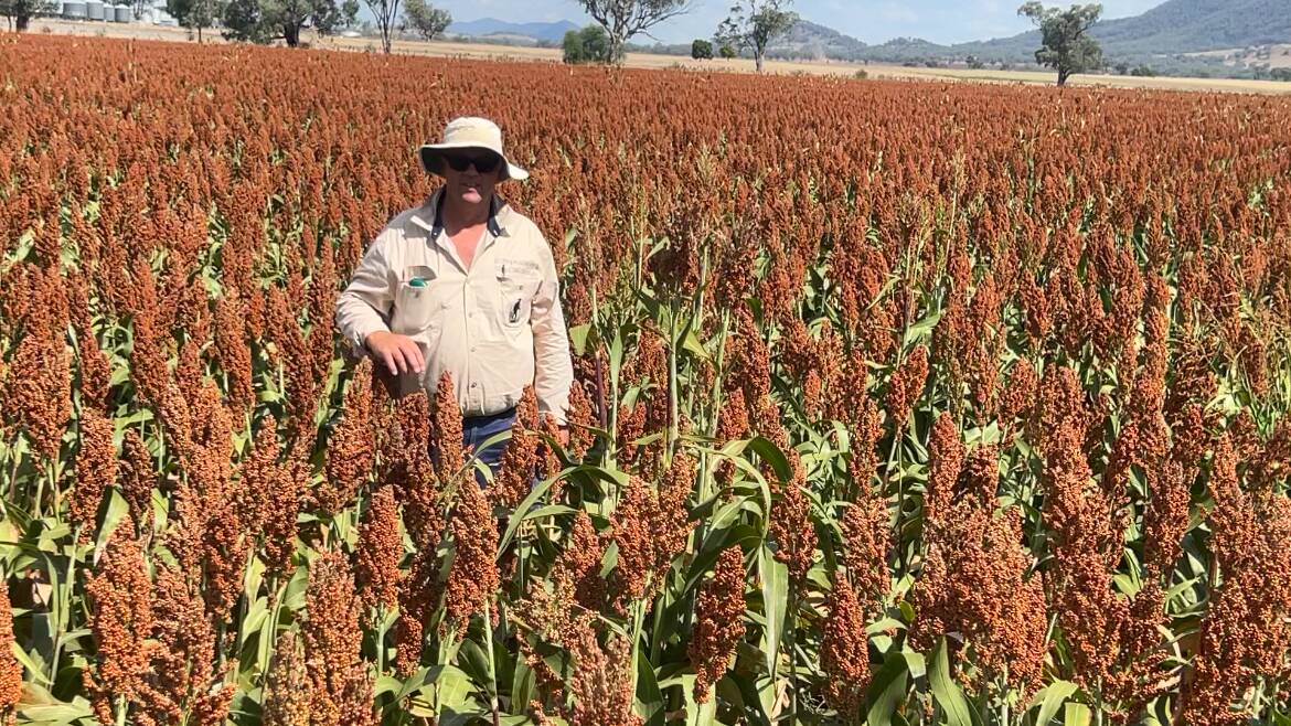 Only 4.5 points separated first from third place in the Ag Bureau's annual sorghum competition.