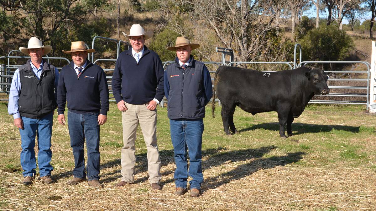 With an average of $17,216 for 74 bulls, Cascade stud, Currabubula set a new benchmark at today's sale.