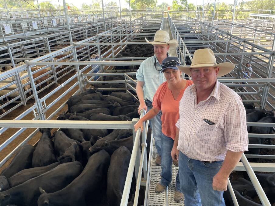 Big drafts from sole vendors in the Narrabri and Bingara districts.