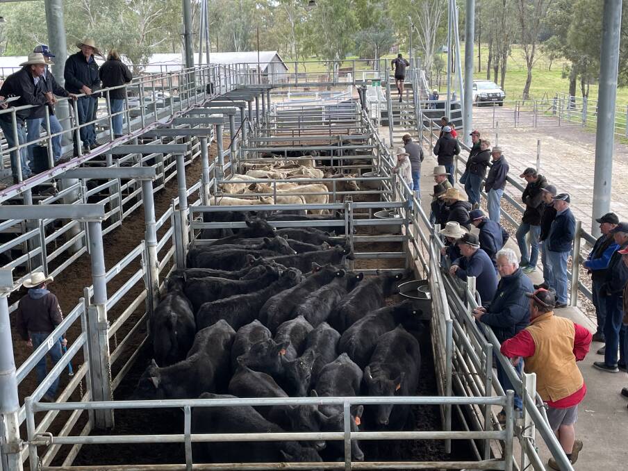 This pen of 23 Angus steers, account Stamo Beef, Chichester, averaging 317kg, sold for $1060 a head.