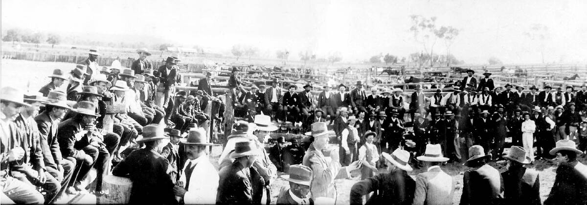 A large crowd at one of the earlier sites of the Gunnedah Saleyards in the 1890s.