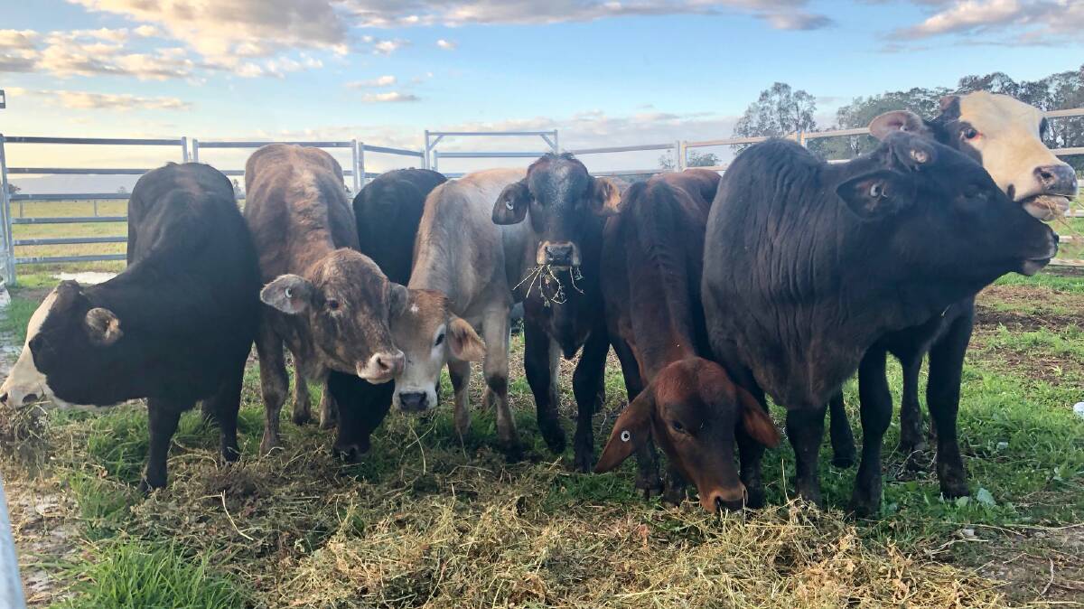 A series of practical and producer focused workshops are being held next week from May 31 to June 3 and aim to improve cattle breeding management, particularly maximising heifer production.