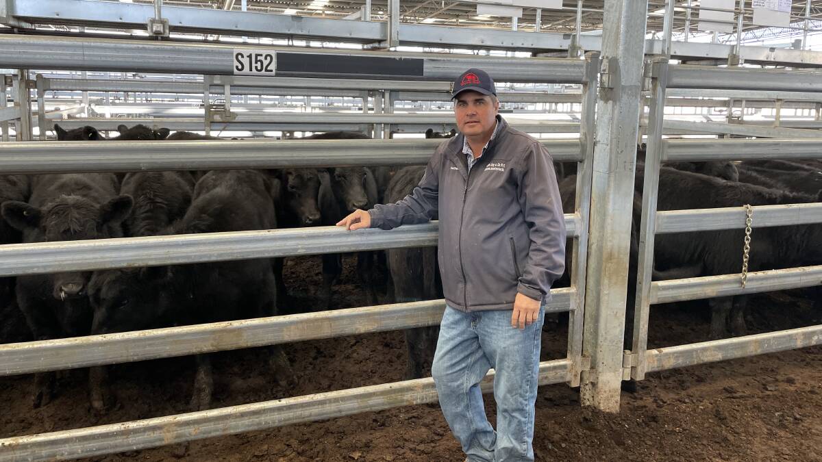 Colin Say and Company's Nathan Purvis, Inverell, with a pen of 25 Angus steers sold by GH Melling, Mt Mitchell, that averaged 690 cents a kilogram.