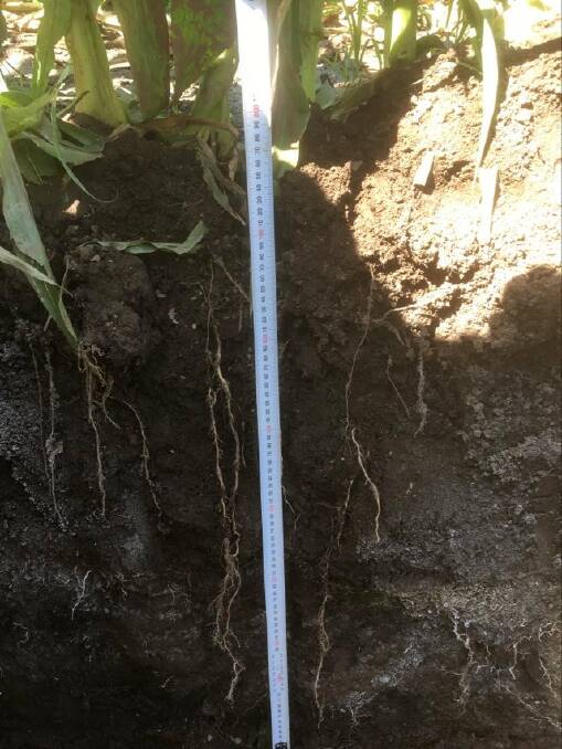Roots of the corn crop go down to 70cm and more into the soil as Steve Coxhead measured while repairing a trickle tape leak. Picture by Steve Coxhead