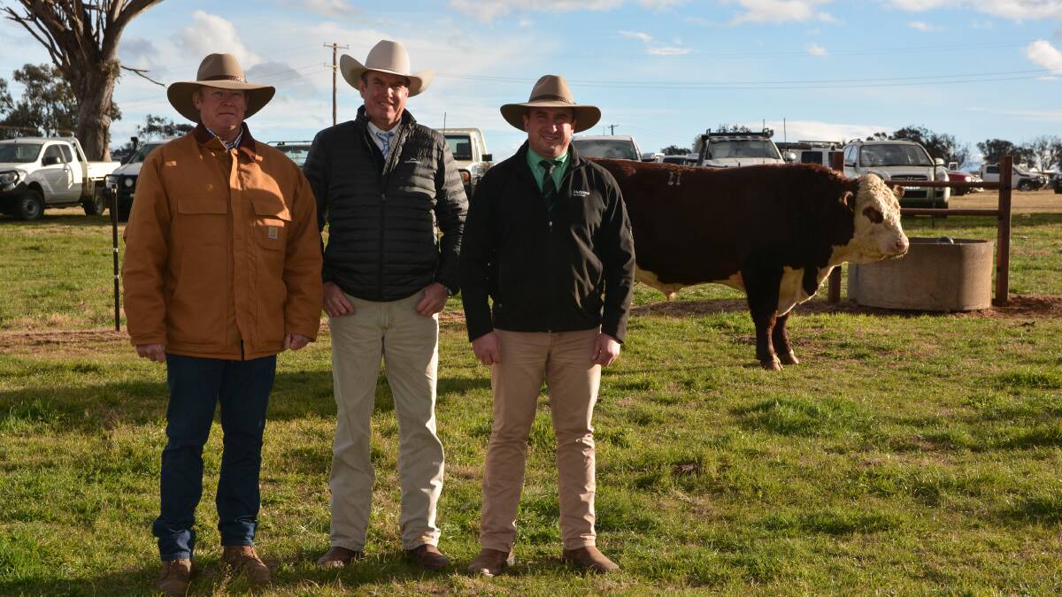Strong demand for Bowen Angus and Poll Herefords