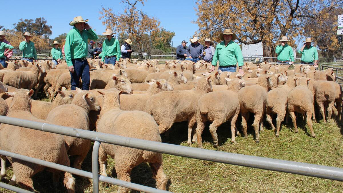 Peter Cabot, Nutrien Ag Solutions, Wagga Wagga auctions a pen of 75 ewes on behalf of Greg and Anne Graham, Methul, that made $330 at Narrandera.