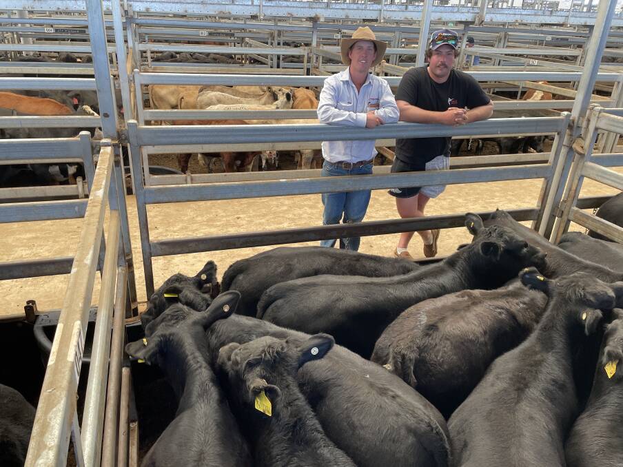 Nick Rogers, Davidson Cameron and Company, Guyra, with Alex Laurie, Riamukka Partnership, Nowendoc, and weaner steers that sold for $1540 at Tamworth last Friday. 