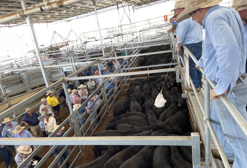 A yarding of 419 weaner steers weighing between 200 and 280kg averaged 412 cents/kilo. File picture if IRLX by Simon Chamberlain