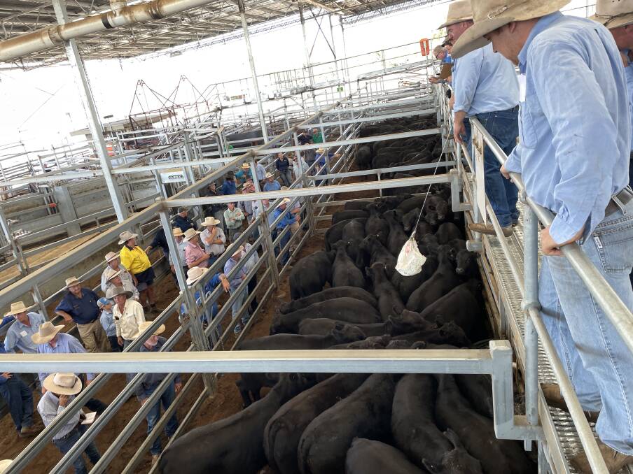 Steers sold to 416c/kg at Thursday's Inverell store sale. File picture by Simon Chamberlain