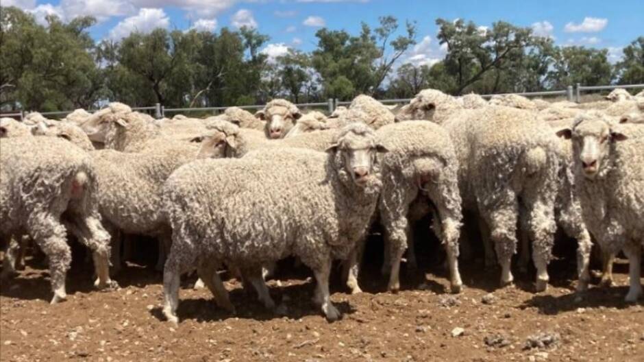 A run of 450 2.5 to 3.5-year-old ewes from the Harris family's Brewon Station has topped the online store sale. Picture supplied by McCulloch Agencies