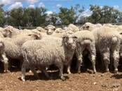 A run of 450 2.5 to 3.5-year-old ewes from the Harris family's Brewon Station has topped the online store sale. Picture supplied by McCulloch Agencies