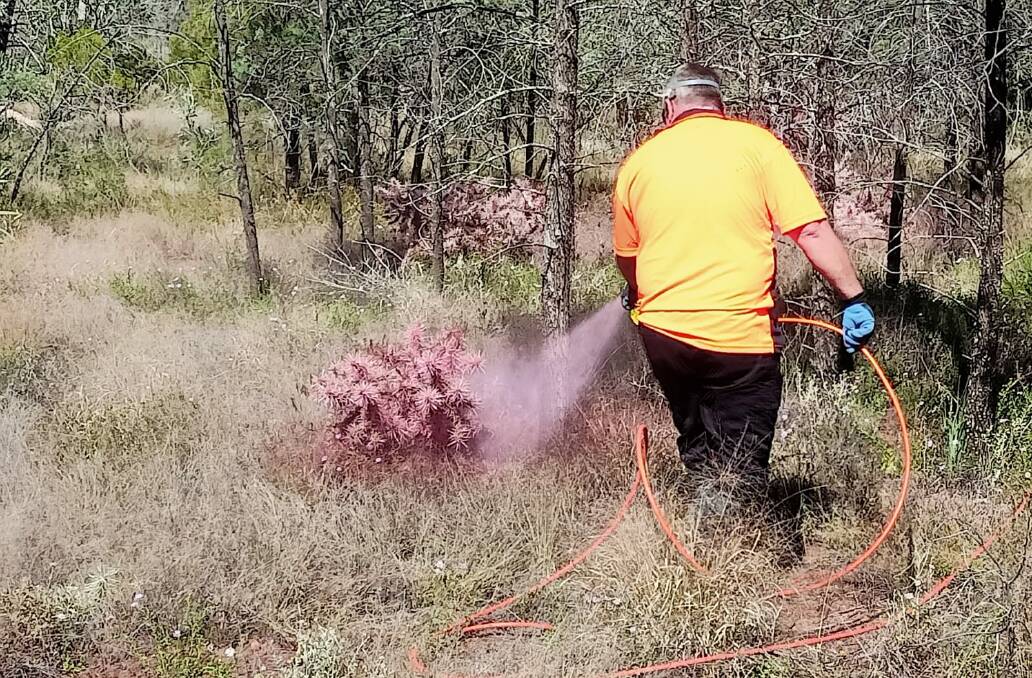 Spraying Hudson pear with Grazon Extra with a wetting agent and a dye is effective, but the chemical cost is expensive. Photo: David Sullivan