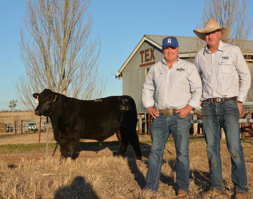 Texas Thunderstruck's new owner Robert Mackenzie, Maccas Beef, Saltash with Ben Mayne of Texas Angus, Warialda and the record 12-month-old bull behind them. Picture (and shadow) by Simon Chamberlain