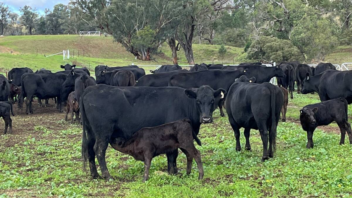 Some of the Red Island Beef Angus cows and calves that averaged $3900 and were bought as one line by Nutrien Ag Solutions, Leongatha, Victoria.