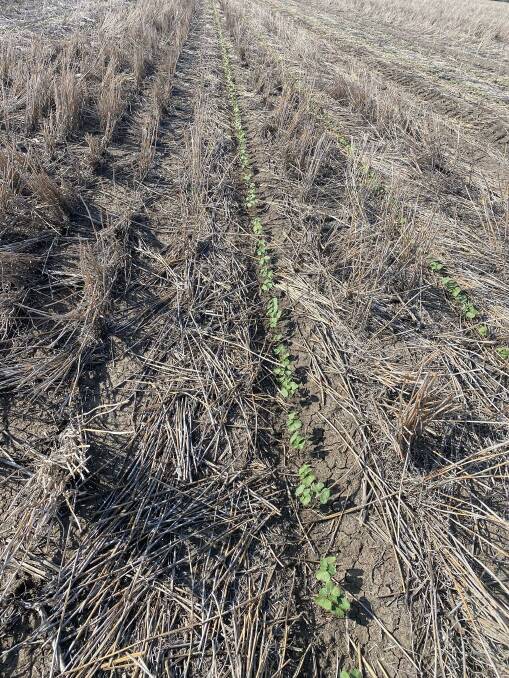 Dryland cotton on Tony Bailey's Bundy Station, Moree, was planted on December 5 in a winter cereal stubble that had been harvested in 2022 by a stripper front header. Picture by Peter Birch