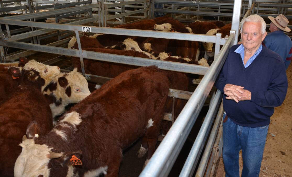 John Hurley, Vena Park, Wallabadah with his pen of Hereford steers "straight off their mothers" that made $2000 at Tamworth.