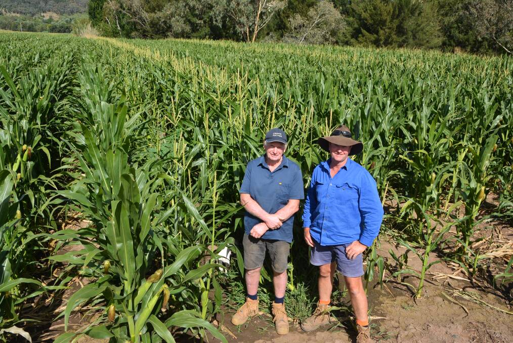 Ian and Steve Coxhead with their hybrid corn seed crop at Nemingha. Note the rows of tasselled male corn next to the rows of trimmed female corn. Picture by Simon Chamberlain